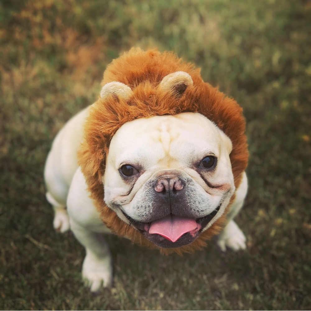 Cute Lion cap costume for dog L/XL